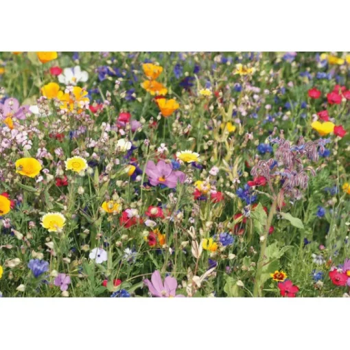 Gift Campaign Bustina di carta kraft con semi di fiori di campo Semi Flower> Vasetti Con Semi