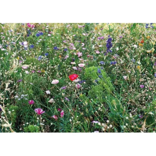 Gift Campaign Bustina di carta kraft personalizzata con semi di fiori d'ape Bee> Vasetti Con Semi