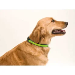 Gift Campaign Collare regolabile catarifrangente per animali personalizzatoDogFluor></noscript> Gadget Per Animali