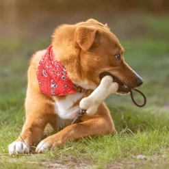 Gift Campaign Giocattolo da mordere per cani a forma di osso Teether Toy> Gadget Per Animali