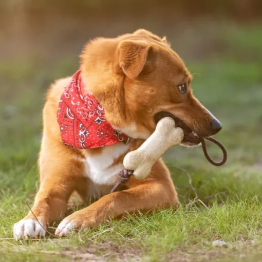 Gift Campaign Giocattolo da mordere per cani a forma di osso Teether Toy> Gadget Per Animali