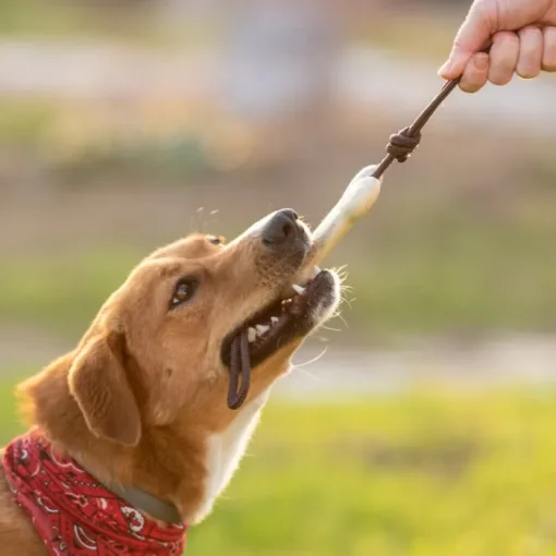 Gift Campaign Giocattolo da mordere per cani a forma di osso Teether Toy> Gadget Per Animali