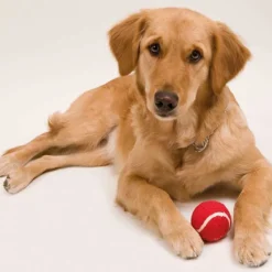 Gift Campaign Pallina per animali domestici in gomma rivestita di materiale morbido> Gadget Per Animali