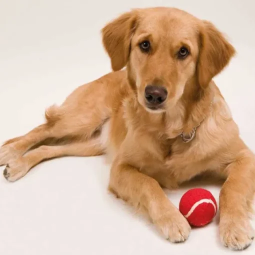 Gift Campaign Pallina per animali domestici in gomma rivestita di materiale morbido> Gadget Per Animali
