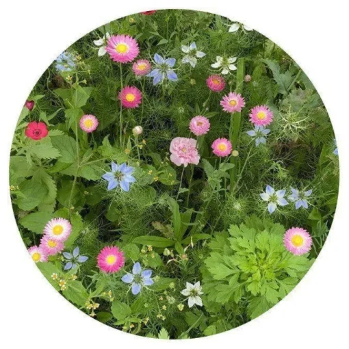 Gift Campaign Sacchetto di carta kraft con semi di fiori secchi da piantare> Vasetti Con Semi
