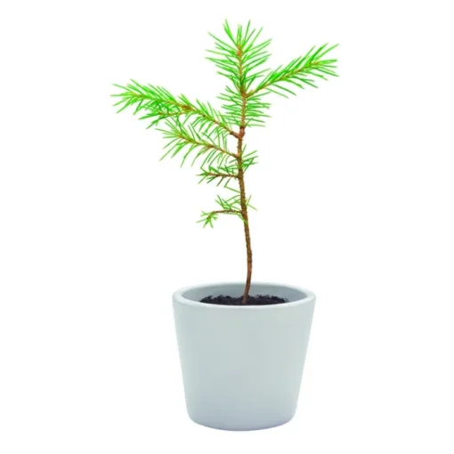 Gift Campaign Segnalibro sostenibile cinturino cotone con semi pino da piantare> Gadget Ecologici|Gadget Per L'Ufficio