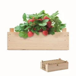 Gift Campaign Semi di fragole in cassetta di con terriccio Strawberry> Vasetti Con Semi