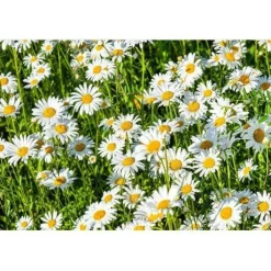 Gift Campaign Taccuini con logo A5 sostenibile pagine a righe riciclate Grow></noscript> Taccuini Ecologici