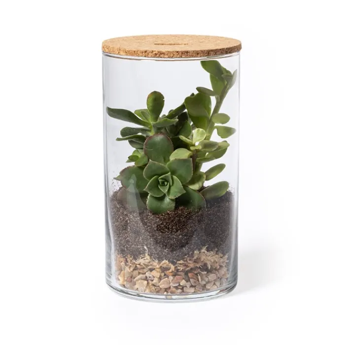 Gift Campaign Terrario in vetro con semi di cactus e coperchio in sughero Kit> Vasetti Con Semi