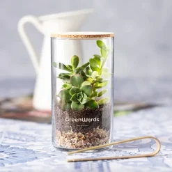 Gift Campaign Terrario in vetro con semi di cactus e coperchio in sughero Kit><noscript><img width=