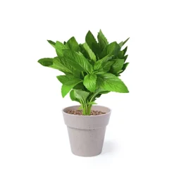 Gift Campaign Vasetti biodegradabili con semi di menta e prezzemolo con substrato></noscript> Vasetti Con Semi