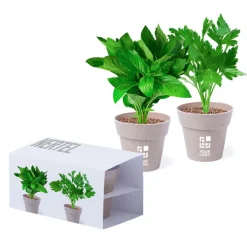 Gift Campaign Vasetti biodegradabili con semi di menta e prezzemolo con substrato></noscript> Vasetti Con Semi