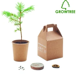 Gift Campaign Vasetti personalizzati con logo con semi di pino da piantare in scatola> Gadget Ecologici|Vasetti Con Semi