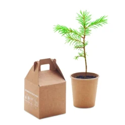 Gift Campaign Vasetti personalizzati con logo con semi di pino da piantare in scatola> Gadget Ecologici|Vasetti Con Semi
