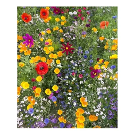 Gift Campaign Vasetti personalizzati con bicchiere, substrato e semi di fiori di campo> Vasetti Con Semi