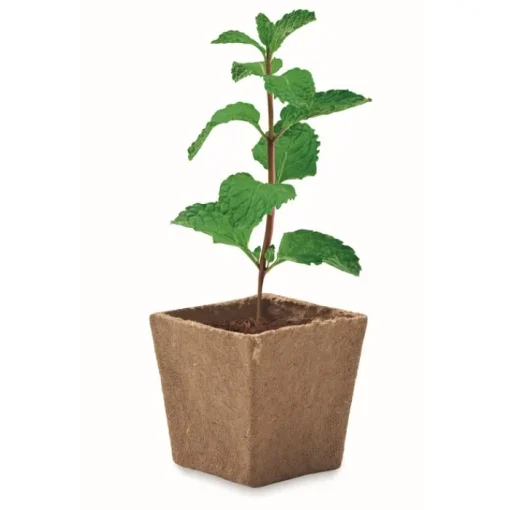 Gift Campaign Vasetto biodegradabile con semi di menta e terriccio prodotto in UE> Vasetti Con Semi