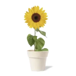 Gift Campaign Vasetto biodegradabile personalizzato con semi di Girasole SunFlower></noscript> Vasetti Con Semi