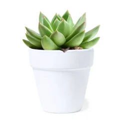 Gift Campaign Vasetto di terracotta con terreno di coltura e semi di Cactus></noscript> Vasetti Con Semi