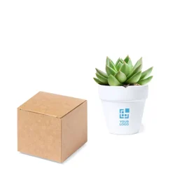 Gift Campaign Vasetto di terracotta con terreno di coltura e semi di Cactus></noscript> Vasetti Con Semi